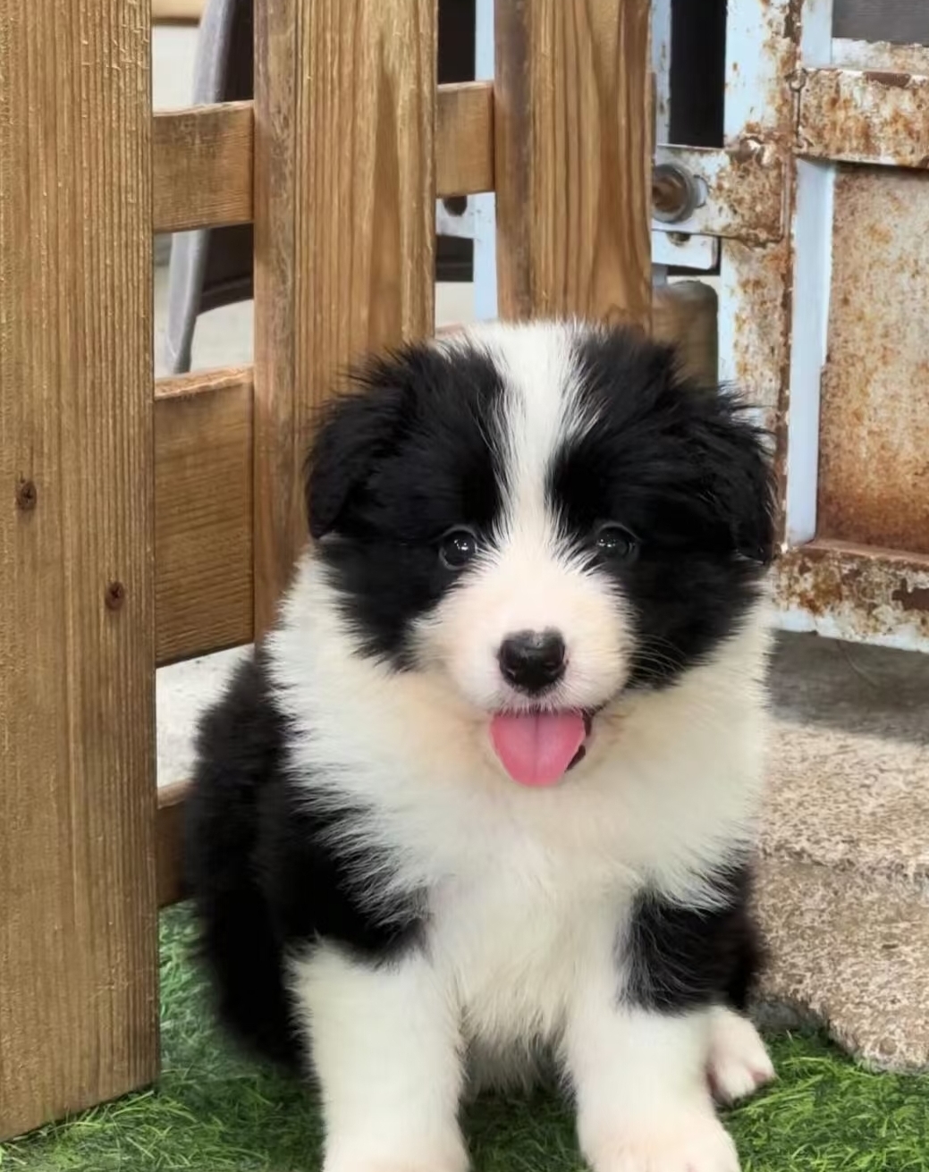 边境牧羊犬